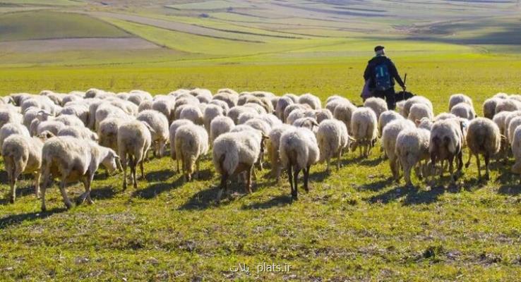 افزایش راندمان و درآمد عشایر با اجرای طرح تولید قراردادی