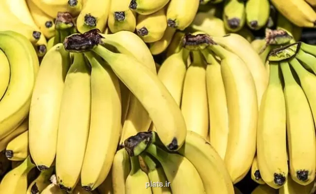 تکذیب توقف واردات موز