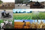 پرداخت ۱۲۰۰ میلیارد تومان تسهیلات اشتغال روستایی در یك سال قبل