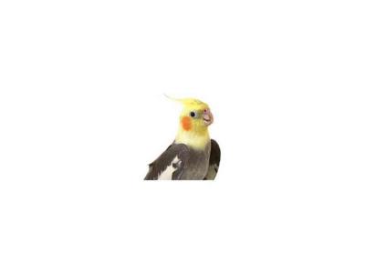 خرید و فروش جوجه پرنده ها